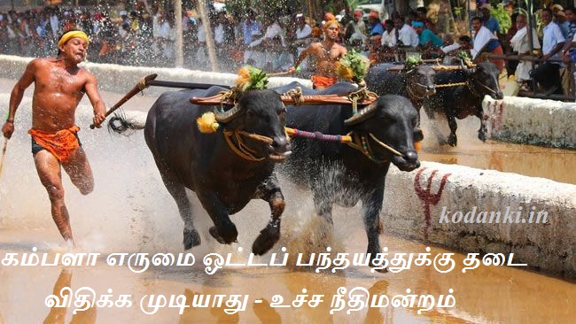 கம்பளா எருமை மாடு ஓட்டப் பந்தயத்துக்கு இடைக்காலத் தடை விதிக்க முடியாது – உச்ச நீதிமன்றம்