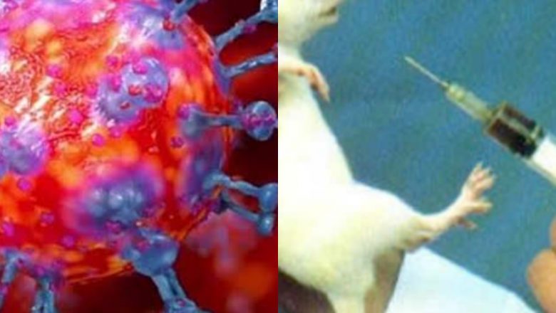 இத்தாலியில் எலிகளுக்கு செலுத்தப்பட்ட கொரானா தடுப்பூசியில் முன்னேற்றம்!