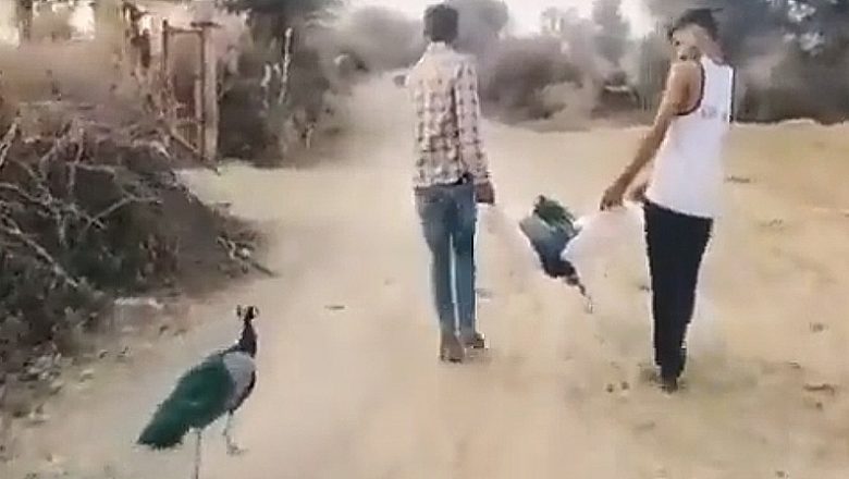 ஜோடியை இழந்த மயில் நெகிழச்செய்யும் சோகம்!