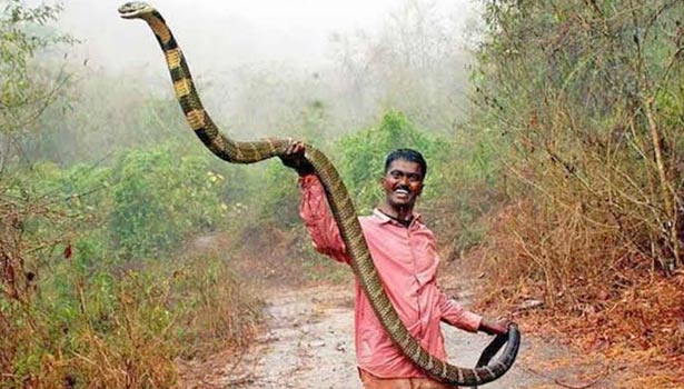 பாம்பு கடித்து உயிர் பிழைத்த வாவா சுரேசுக்கு இலவச வீடு!
