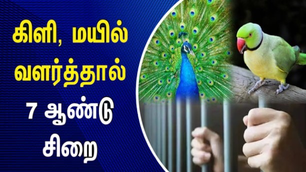 வீடுகளில் கிளி, மயில் வளர்த்தால் 7 ஆண்டு சிறை: பறவைகள் வளர்ப்போர் பதிவு செய்வது அவசியம்!